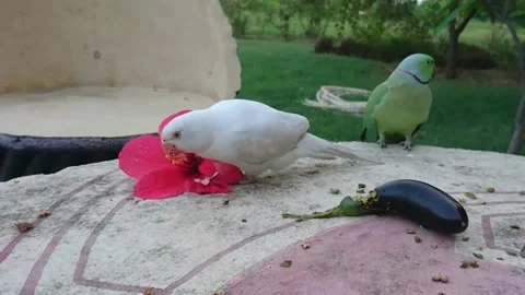 Cute Parrots Stockbeeldmateriaal 166394001