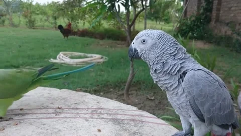 Cute Parrots Stock Footage 166394056