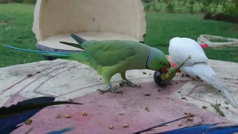 Cute Parrots Stock Footage 166394841