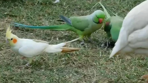 Cute Parrots Video stock 166395117