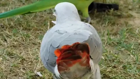 Cute Parrots Stockbeeldmateriaal 166395390