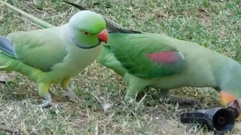Cute Parrots Stock Footage 166395445
