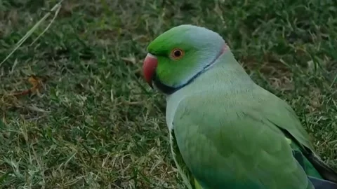 Cute Parrots 스톡 동영상 166395504