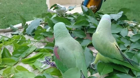 Cute Parrots Video stock 166421903