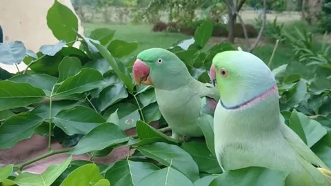 Cute Parrots 스톡 동영상 166421955