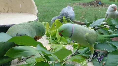 Cute Parrots Stock Footage 166421981