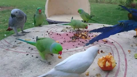 Cute Parrots Stock Footage 166422049