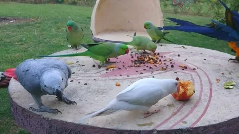 Cute Parrots 스톡 동영상 166422053