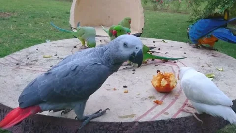 Cute Parrots Stock Footage 166422086