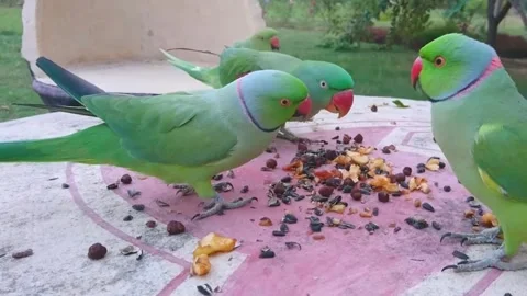 Cute Parrots 스톡 동영상 166422101