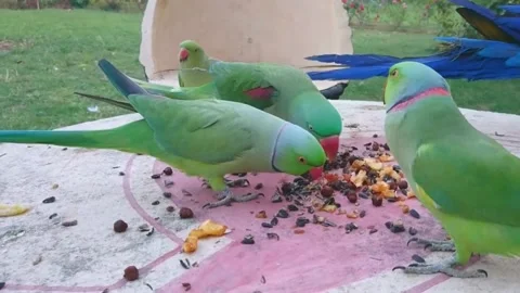 Cute Parrots Stock-Footage 166422120