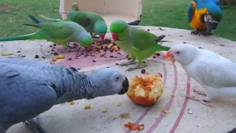 Cute Parrots Stock Footage 166422128