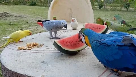 Cute Parrots Video stock 166422366