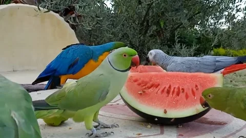 Cute Parrots Stock Footage 166422766