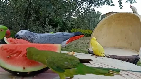 Cute Parrots 스톡 동영상 166422798