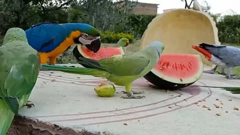 Cute Parrots 스톡 동영상 166422802