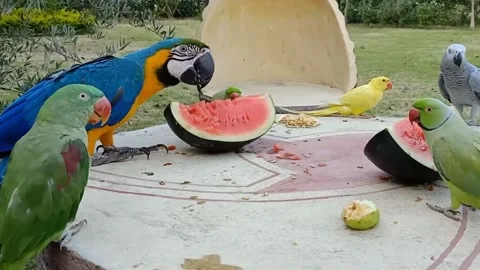 Cute Parrots Stock Footage 166422847
