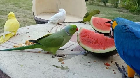 Cute Parrots 스톡 동영상 166422948