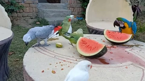 Cute Parrots 스톡 동영상 166423075