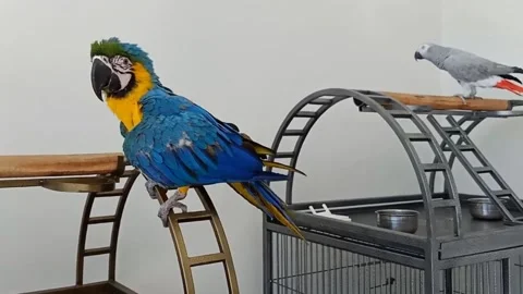 Cute Parrots 動画素材 166424757