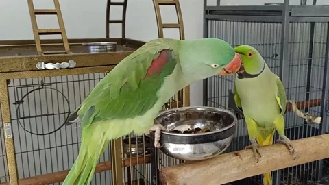 Cute Parrots Stock Footage 166424797