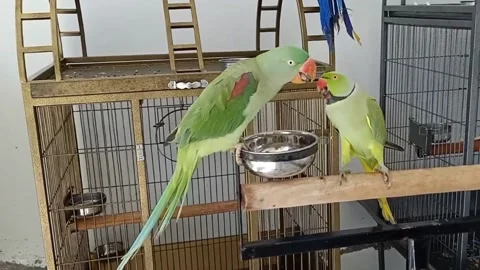 Cute Parrots Stock Footage 166424857