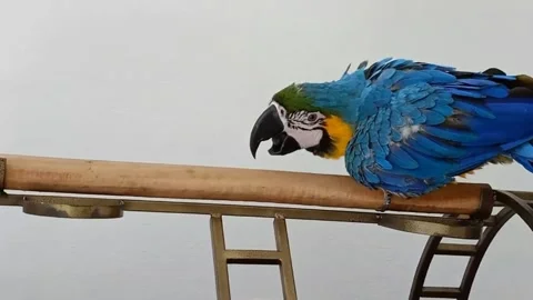 Cute Parrots Stockbeeldmateriaal 166424864