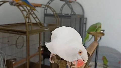 Cute Parrots Stock Footage 166424878