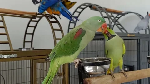 Cute Parrots Stock Footage 166425027