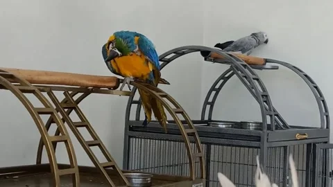 Cute Parrots Stock Footage 166425036