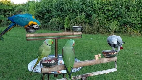 Cute Parrots Stock Footage 219298504