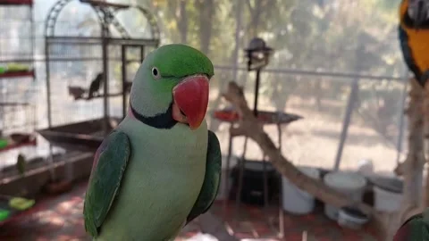 Cute Parrots Stock Footage 265205627
