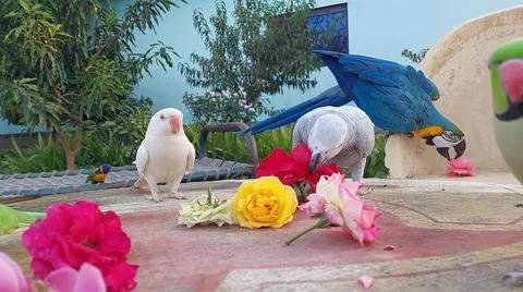 Cute Parrots Stock-Fotos