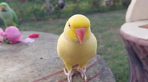 Cute Parrots 写真素材