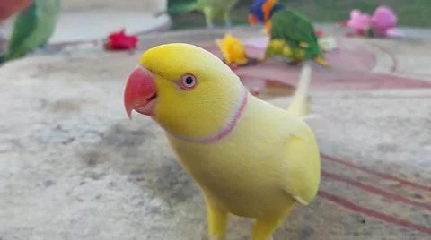 Cute Parrots 写真素材