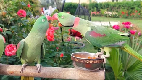 Cute Parrots Talking and Playing Stock Footage 295997780