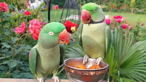 Cute Parrots Talking and Playing Stock Footage 295997781