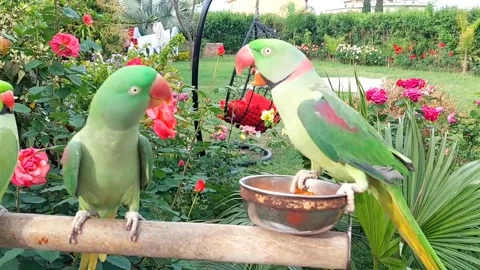 Cute Parrots Talking and Playing Stock Footage 295997782