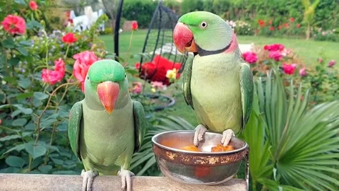 Cute Parrots Talking and Playing Stock Footage 295997791