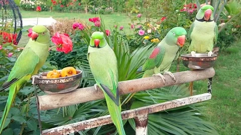 Cute Parrots Talking and Playing Stock Footage 295997792