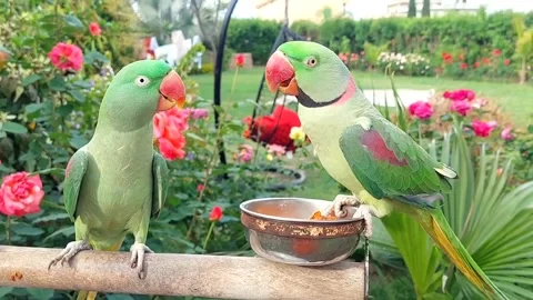 Cute Parrots Talking and Playing Stock Footage 295997793