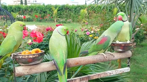 Cute Parrots Talking and Playing Stock Footage 295997807
