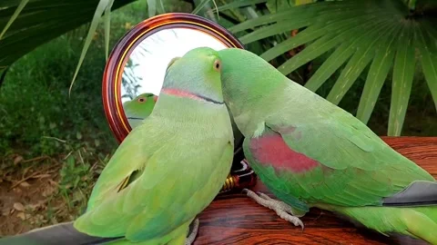 Cute Parrots Talking and Playing Stock Footage 295997822