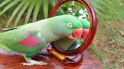 Cute Parrots Talking and Playing Stock Footage 295997828