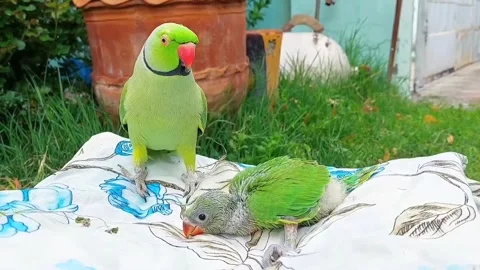Cute Parrots Talking and Playing Stock Footage 295997840