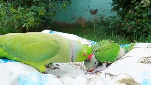 Cute Parrots Talking and Playing Stock Footage 295997841