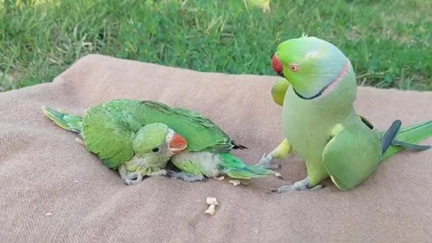 Cute Parrots Talking and Playing Stock Footage 295997842