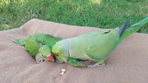 Cute Parrots Talking and Playing Stock Footage 295997845