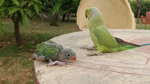 Cute Parrots Talking and Playing Stock Footage 295997846