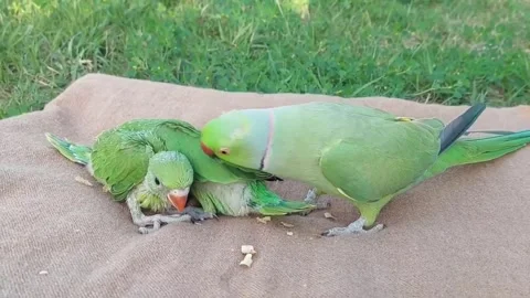 Cute Parrots Talking and Playing Stock Footage 295997847